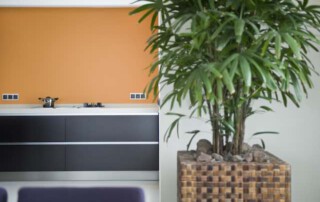 kamerplant in modern interieur